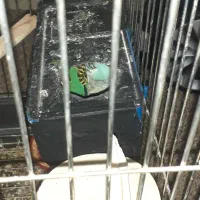 مرغ عشق|پرنده|هشتگرد, شهرک گلها|دیوار