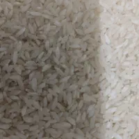 بنج چمپا درشت سفید عطر دار آب چشمه ابیاری شده