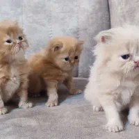 گربه های پرشین و بازیگوش|گربه|تهران, پارک شهر|دیوار