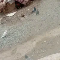 کبوتر قیمت 700تومن قیمت مناسب|پرنده|بشاریات, |دیوار