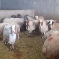 ۱۸راس میش ویک راس قوچ با بز بزغاله