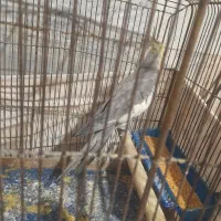 حراج عروس هلندی|پرنده|ری, عباسآباد|دیوار