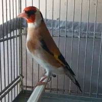 شاه سهره چونه خط مست قناری بیار تن کن ببر دهندار