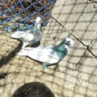 کبوتر طوقی|پرنده|شیراز, شهرک رضوان|دیوار