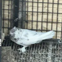 دوتا کفتر|حیوانات|یزد, |دیوار