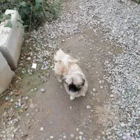 سگ پیکینیز ماده