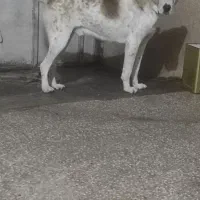 سگ سرابی،افغان|سگ|رفسنجان, |دیوار