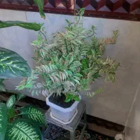 گل طبیعی|گل و گیاه طبیعی|ثلاث باباجانی, |دیوار