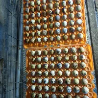 تخم نطفه دار بلدرچین