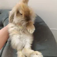 دوتا خرگوش لپ دوتاش باهم۵۰۰|موش و خرگوش|مشهد, دوست آباد|دیوار