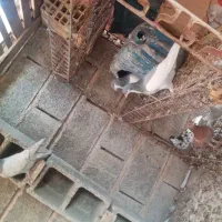 کفتر خوشرنگ بد رنگ|پرنده|شیراز, محمدیه|دیوار