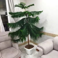 درخت کاج