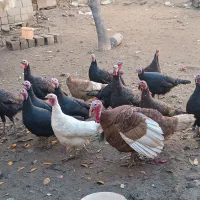 فروش رو تعداد بوقلمون محلی با ضمانت تخمک گذاری