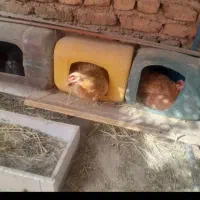 تخم نطفه دار مرغ