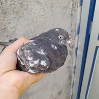 کبوتر پرشی