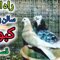 کفتر و کبوتر شازده سرور هما ابلغ سالن پرورش