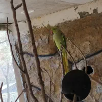 طوطی ملنگو و جفت گینجک|پرنده|شاندیز, |دیوار