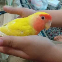 کوتوله صورت هلویی دستی