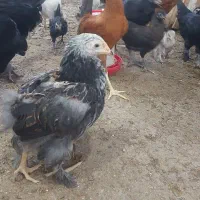 قوغاز مرغ و خروس و اردک