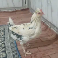 مرغ گلین|حیوانات مزرعه|انبارآلوم, |دیوار