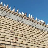سلام دوستان کسی کفترفروشی خواست من دارم|پرنده|قلعه گنج, |دیوار