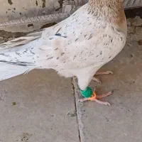 چپ سیاه|پرنده|الوند, |دیوار