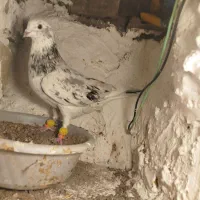 کبوتر هفت رنگ