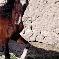 اسب دره شوری