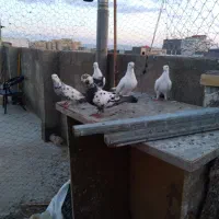 ۵تا کفتر غریبگیری فروشی