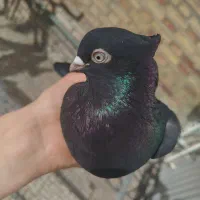 زاغ ابادانی اصل