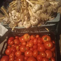 سیر محلی و گوجه محلی