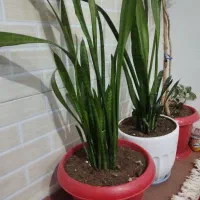 جواز شش دانگ نانوایی  یارانه 2 دهگلان