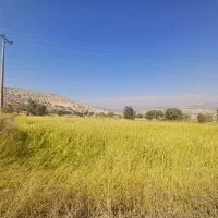 برنج چمپاچیتاب