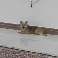 سگ گمشده داخل  بنک