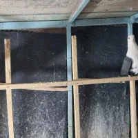 دو تا کلاغ کربلایی سیاه|پرنده|مشهد, ویلاشهر|دیوار