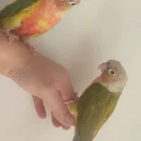 گرینجیک دستی|پرنده|خمینی‌شهر, |دیوار