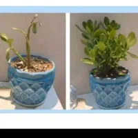 اگر میخای گل های تو خونت خوب رشد کنند بیا دایرکت
