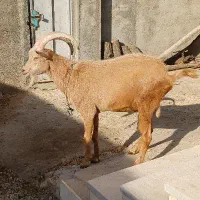 چپش نر بز سانن|حیوانات مزرعه|یاسوج, |دیوار