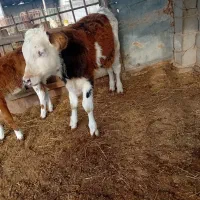 گوساله سیمینتال|حیوانات مزرعه|انبارآلوم, |دیوار