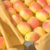 انواع سیب درختی