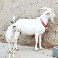 بز و تکه سانن چند قلو زا یک ساله،گوسفندبره قوچ میش