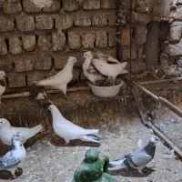کفتر،کبوتر پرشی،گرفتنی