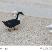 اردک بالغ زیبا