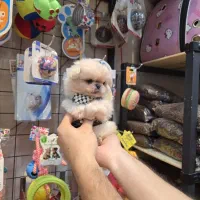 بهترین نژاد پکنیز‌امپریال عروسکی و نژاد دیگر|سگ|تهران, کوی بیمه|دیوار