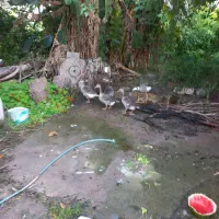 فروش ۴ عددغاز