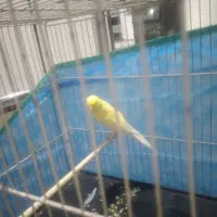 قناری بلند و کشیده بخون|پرنده|صباشهر, |دیوار