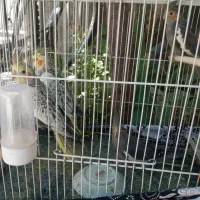 جوجه عروس هلندی