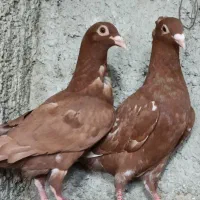 کبوتر میلومنز اصل|پرنده|فراشبند, |دیوار