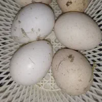 تخم بقلمون انگلیسی  نطفه دار