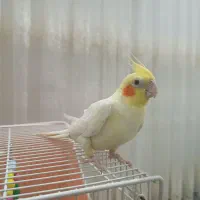 عروس هلندی لیتیومی